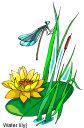 seerose_mit_libelle